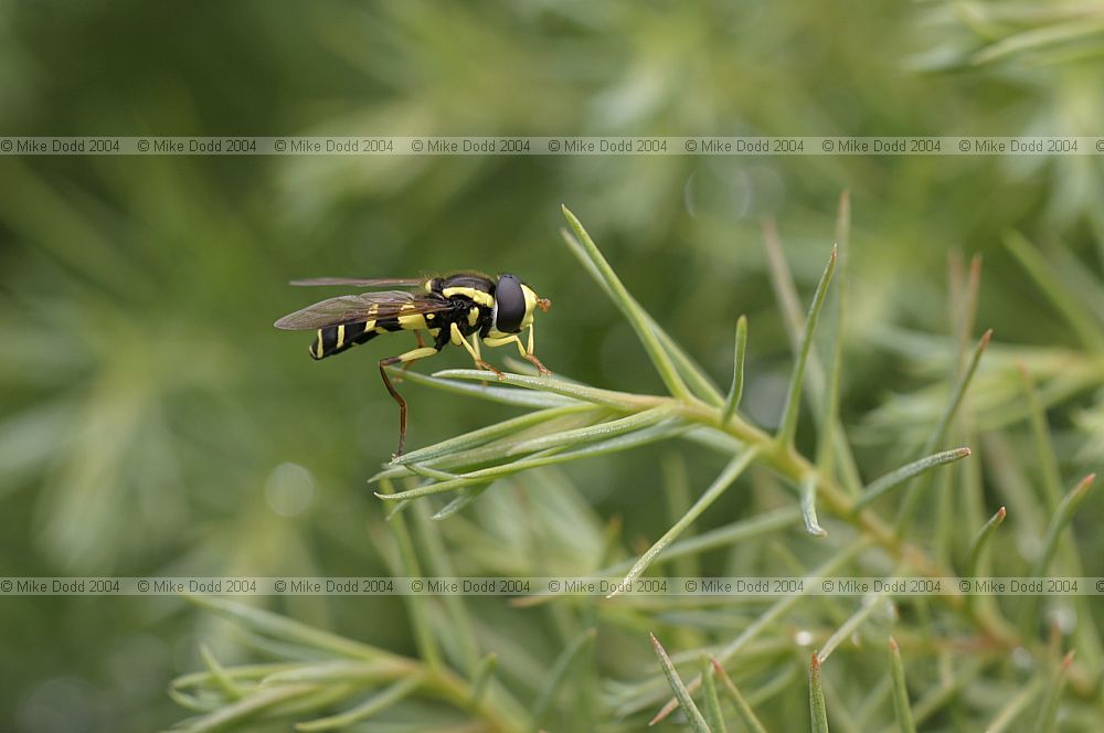 Xanthogramma pedissequum Hover-fly wasp mimic larva feeds on aphids
