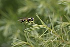 Xanthogramma pedissequum Hover-fly wasp mimic larva feeds on aphids