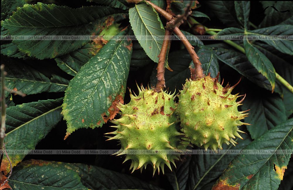 Aesculus hippocastanum Horse Chestnut