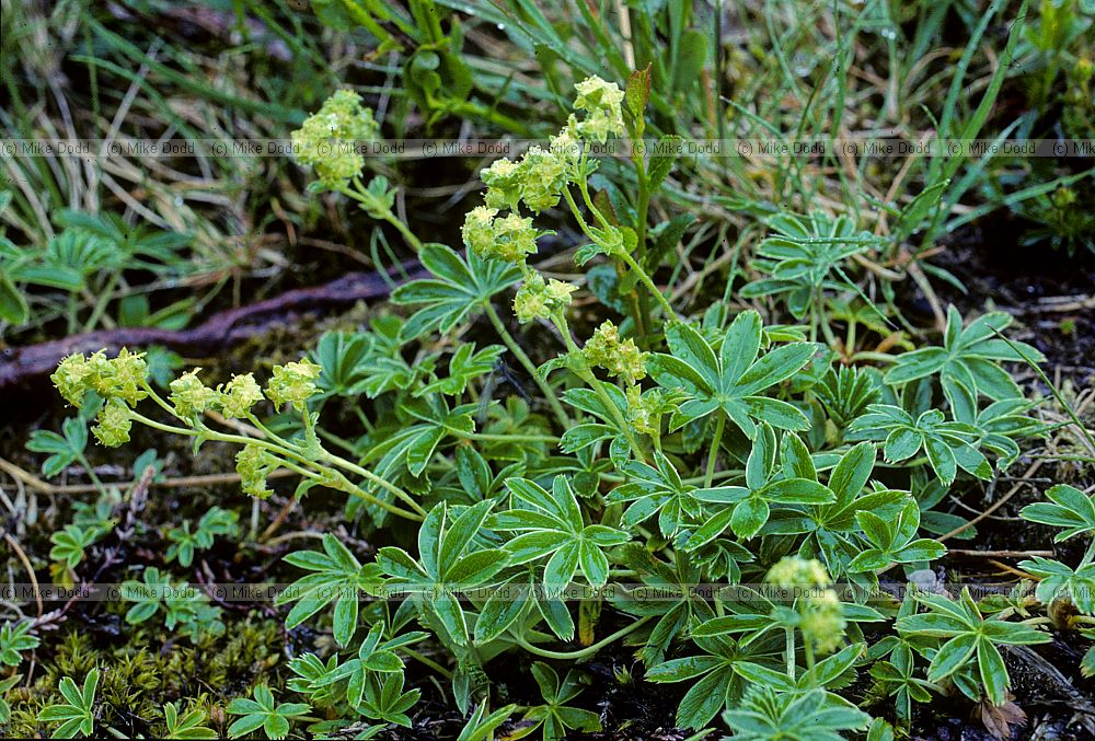 Alchemilla alpina Alpine lady's mantle