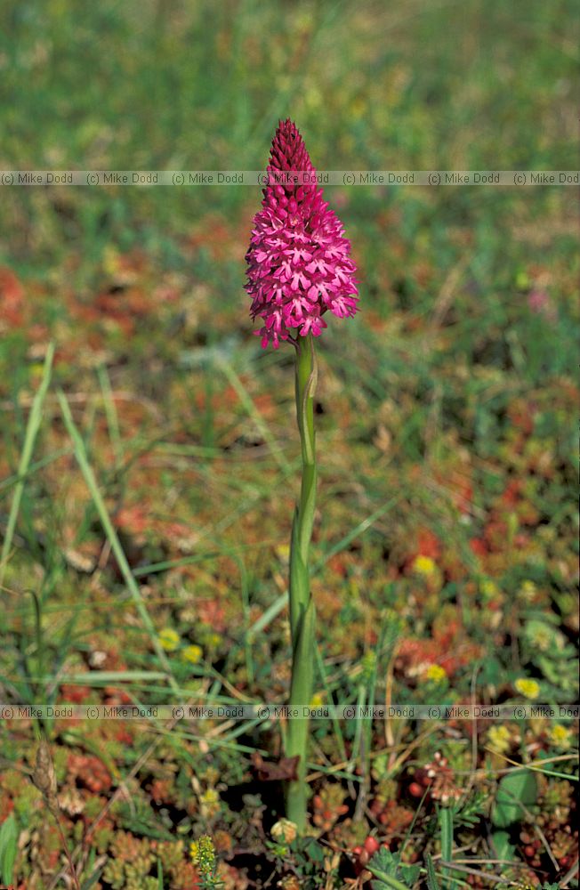Anacamptis pyramidalis Pyramidal orchid