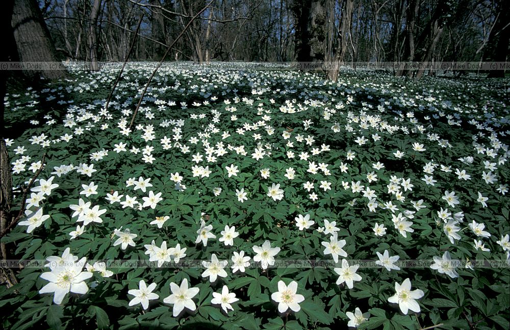 Anemone nemorosa Wood anemone