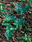 Arum maculatum Cuckoo Pint or Lords and Ladies