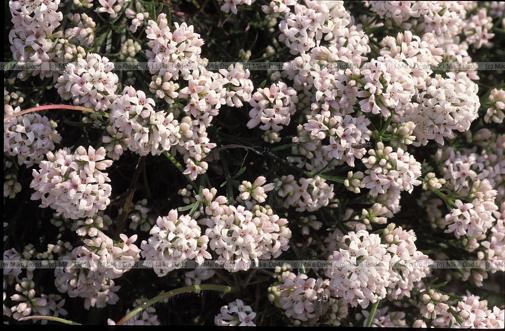 Asperula cynanchia Squinancywort