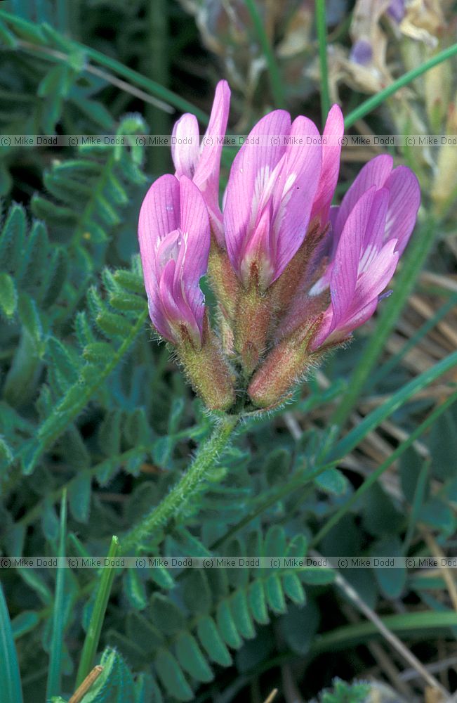 Astragalus danicus Purple Milk-vetch