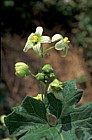 Bryonia dioica (male) White Bryony