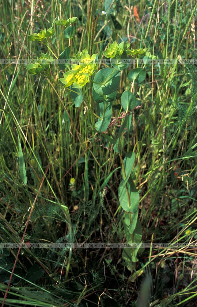 Bupleurum rotundifolium Thorow-wax
