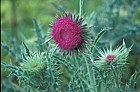 Carduus nutans Musk Thistle
