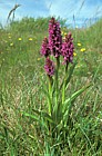 Dactylorhiza praetermissa Southern marsh orchid