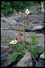 Fragaria vesca Strawberry