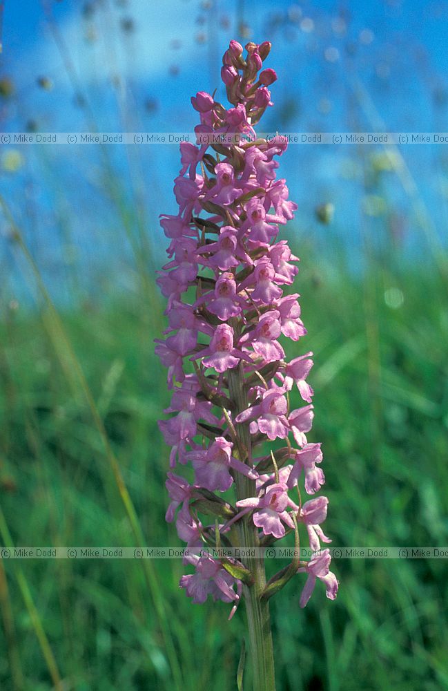 Gymnadenia conopsea Fragrant Orchid