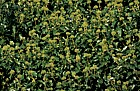 Hedera helix Ivy