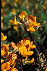 Lotus corniculatus Bird's-foot Trefoil