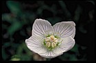 Parnassia palustris Grass of Parnassus