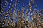 Phragmites australis Common Reed