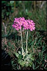 Primula farinosa Birdseye Primrose