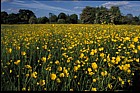 Ranunculus acris Meadow Buttercup