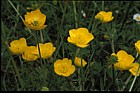Ranunculus repens Creeping Buttercup