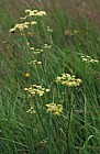 Silaum silaus Pepper saxifrage