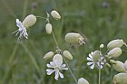 Silene vulgaris Bladder campion