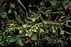 Thesium humifusum Bastard Toadflax