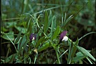 Vicia bithynica Bithynian Vetch