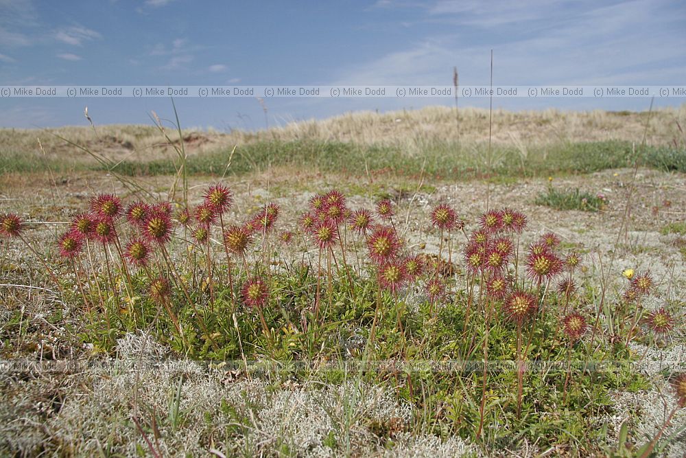 Acaena novae-zelandiae Pirri-pirri-bur