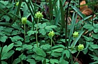 Adoxa moschatellina Moschatel
