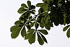 Horse chestnut leaves