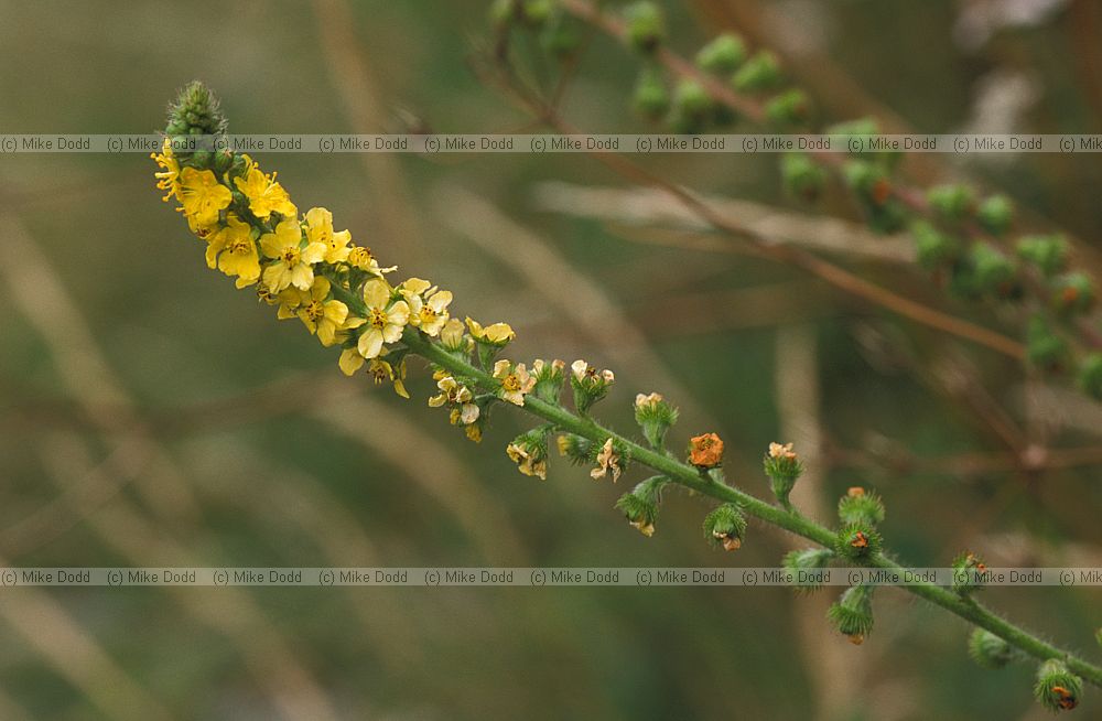Agrimonia eupatoria Agrimony