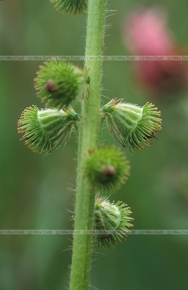 Agrimonia eupatoria Agrimony