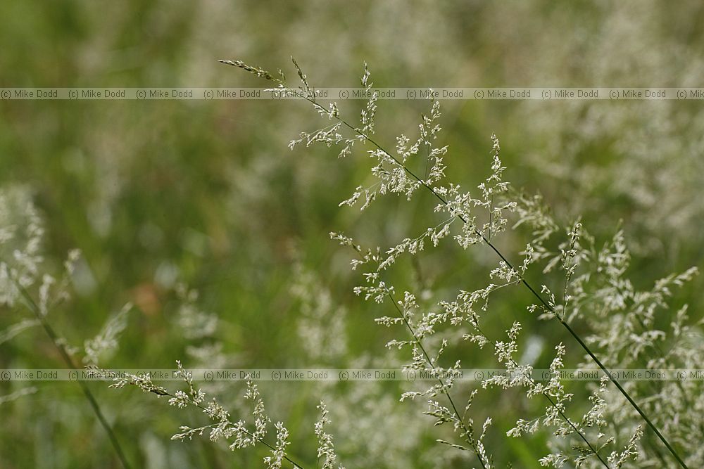Agrostis stolonifera Creeping Bent