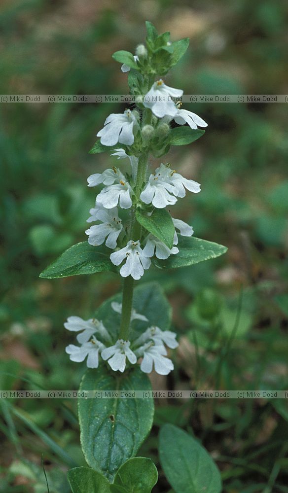 Ajuga reptans Bugle