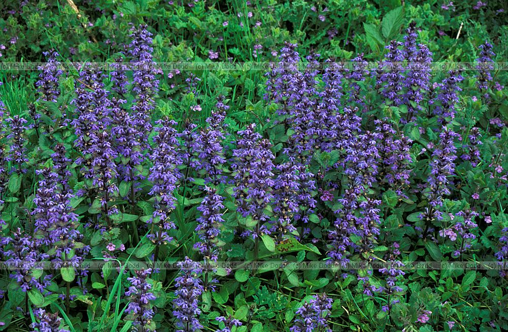 Ajuga reptans Bugle
