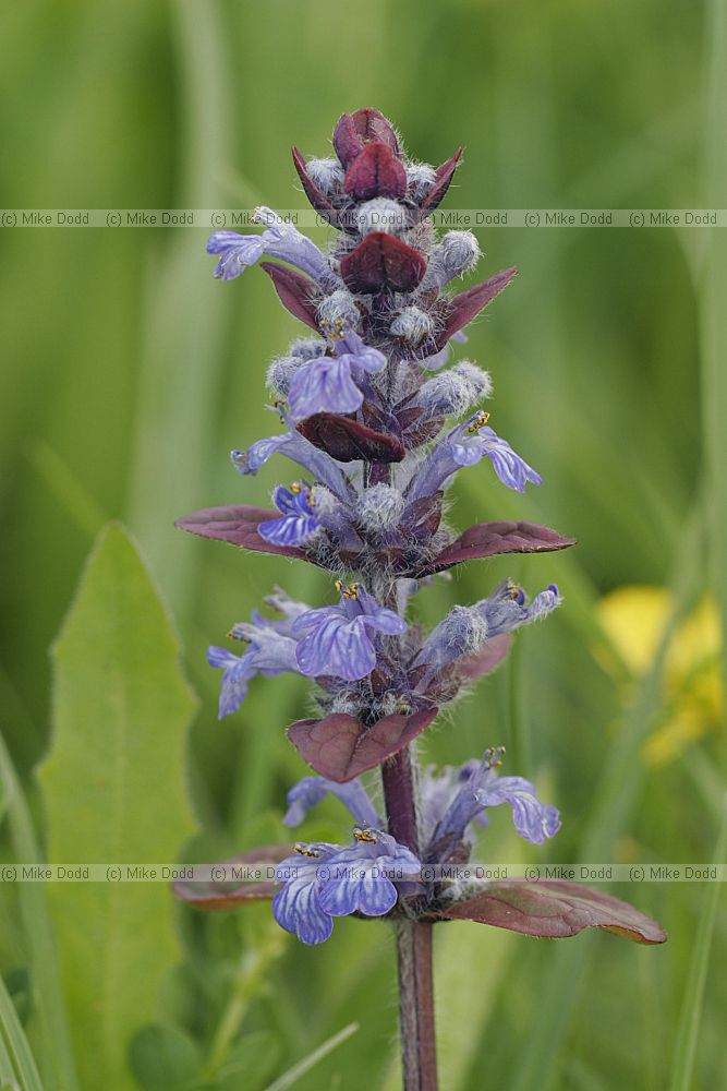 Ajuga reptans Bugle