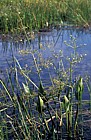 Alisma plantago-aquatica Common water plantain