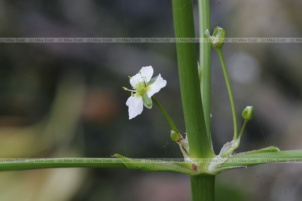 Alisma plantago-aquatica Water-plantain