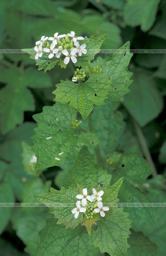 Alliaria petiolata Hedge Mustard