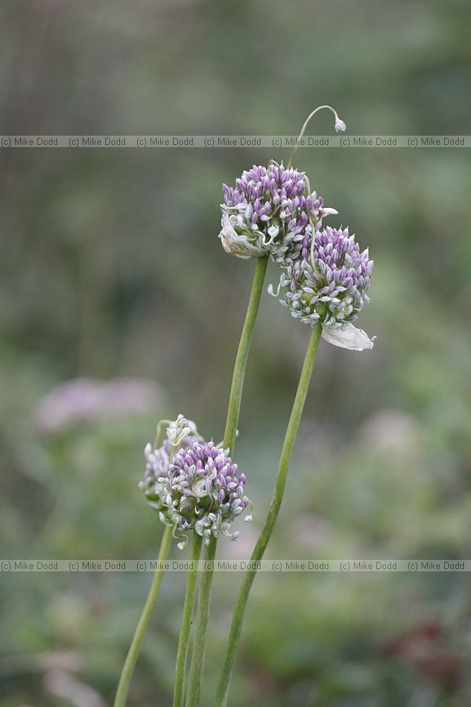 Allium ampeloprasum var. babingtonii Babington's Leek (check)