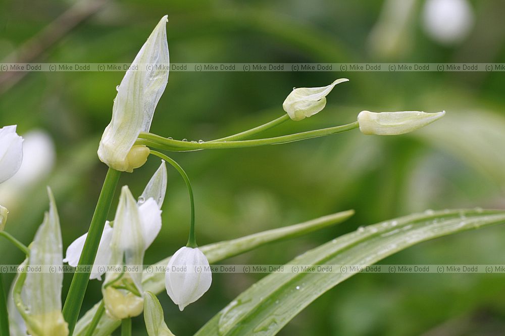 Allium paradoxum Few-flowered Garlic