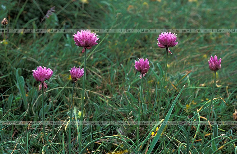 Allium schoenoprasum Chives