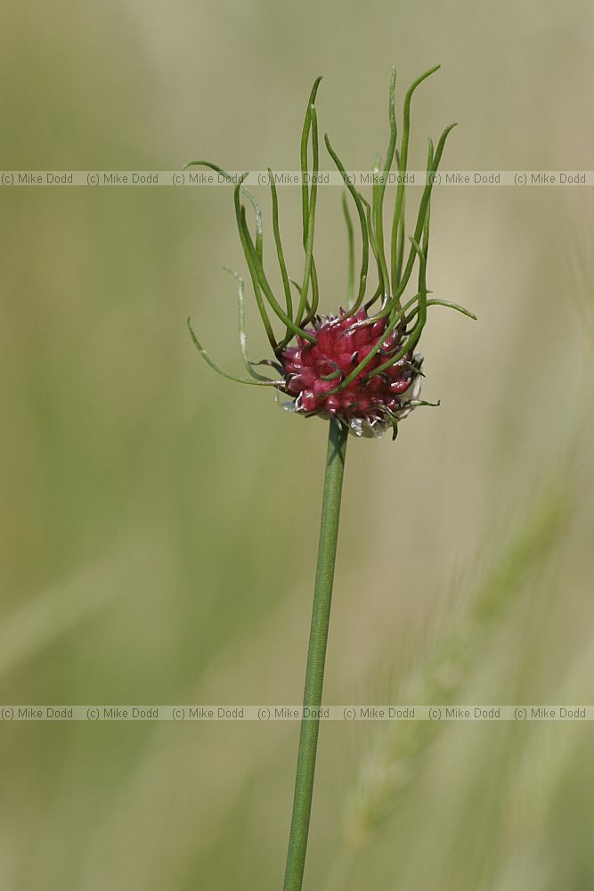 Allium vineale Crow Garlic