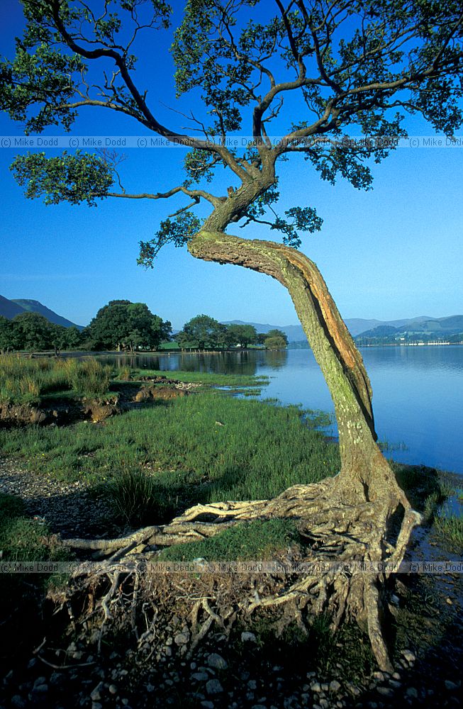 Alnus glutinosa Alder
