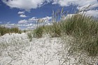 Ammophila arenaria Marram and Elytrigia juncea Sand Couch