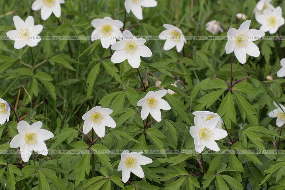 Anemone nemorosa Wood anemone