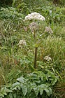 Angelica sylvestris Wild angelica