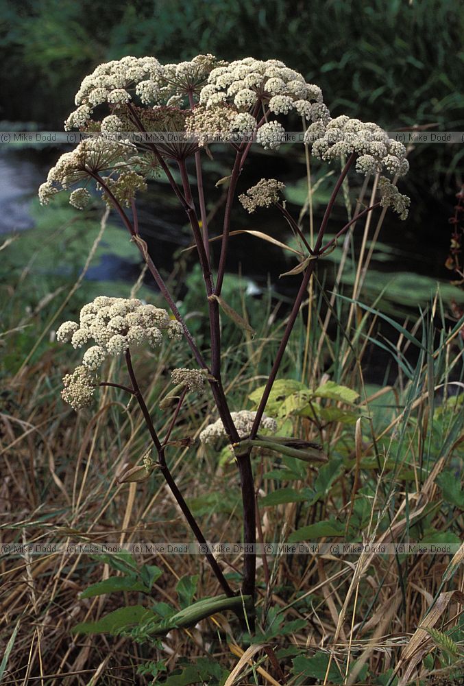 Angelica sylvestris Wild Angelica