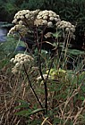 Angelica sylvestris Wild Angelica