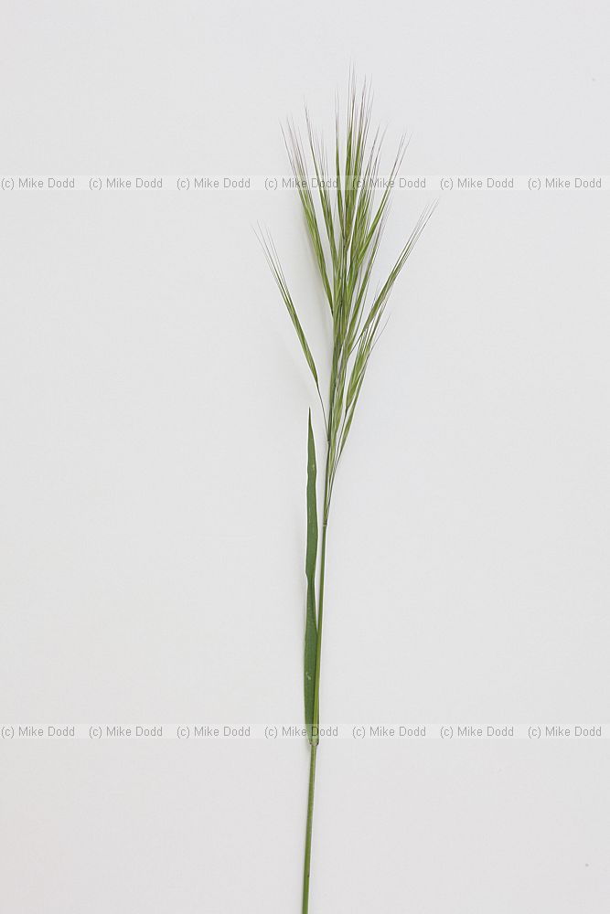 Anisantha sterilis Barren Brome