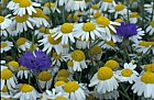 Anthemis arvensis Corn Chamomile